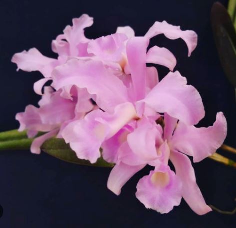 Cattleya lawrenceana var. concolor Cattleya La Foresta Orchids