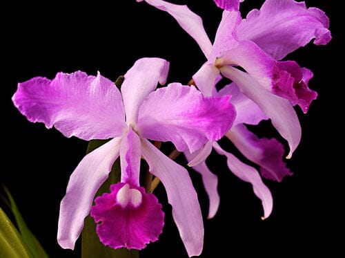 Cattleya lawrenceana var. flamea Cattleya La Foresta Orchids 