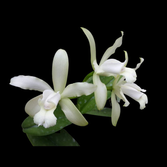 Cattleya leopoldii var. alba 'White' Cattleya La Foresta Orchids