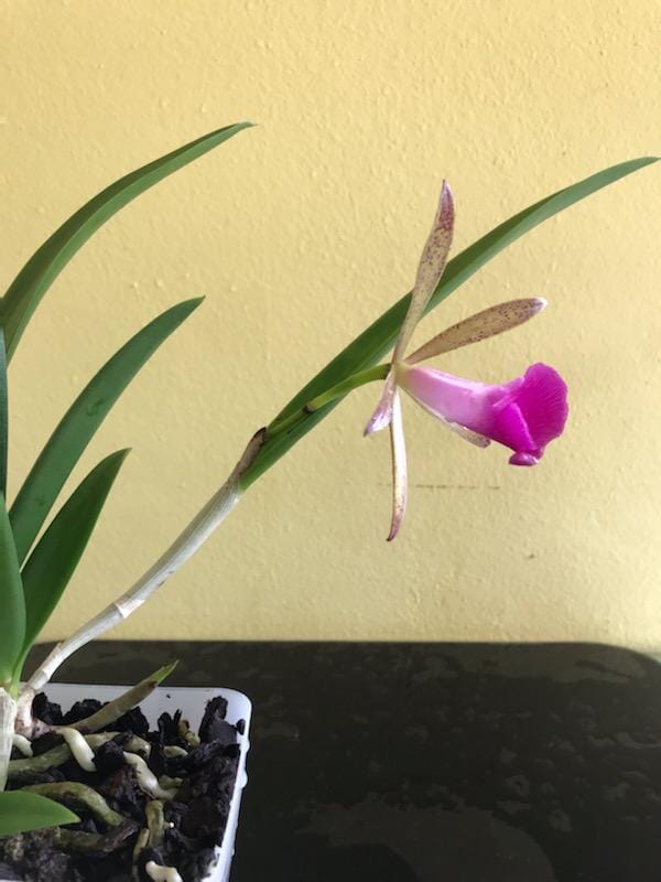 Cattleya leopoldii var. albina 4N x Brassavola nodosa 4N Cattleya La Foresta Orchids