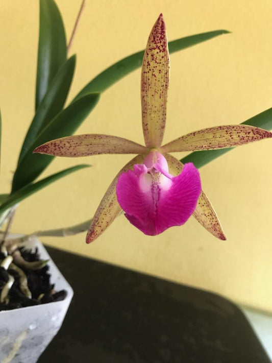 Cattleya leopoldii var. albina 4N x Brassavola nodosa 4N Cattleya La Foresta Orchids