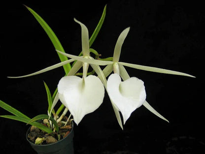 Cattleya leopoldii var. albina 4N x Brassavola nodosa 4N Cattleya La Foresta Orchids 