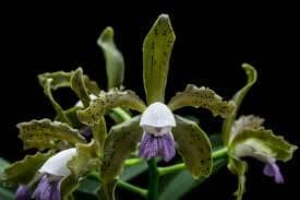 Cattleya leopoldii var. coerulea cattleya La Foresta Orchids 