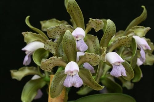 Cattleya leopoldii var. coerulea cattleya La Foresta Orchids
