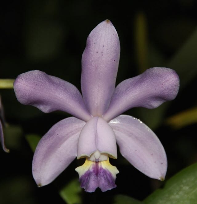 Cattleya leopoldii var. coerulea 'Kingston Mine's AM/AOS x Cattleya loddigesii var. coerulea 'House of Blues' AM/AOS Cattleya La Foresta Orchids 