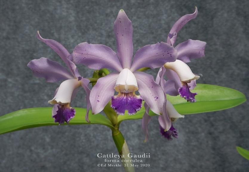 Cattleya leopoldii var. coerulea 'Kingston Mine's AM/AOS x Cattleya loddigesii var. coerulea 'House of Blues' AM/AOS Cattleya La Foresta Orchids 