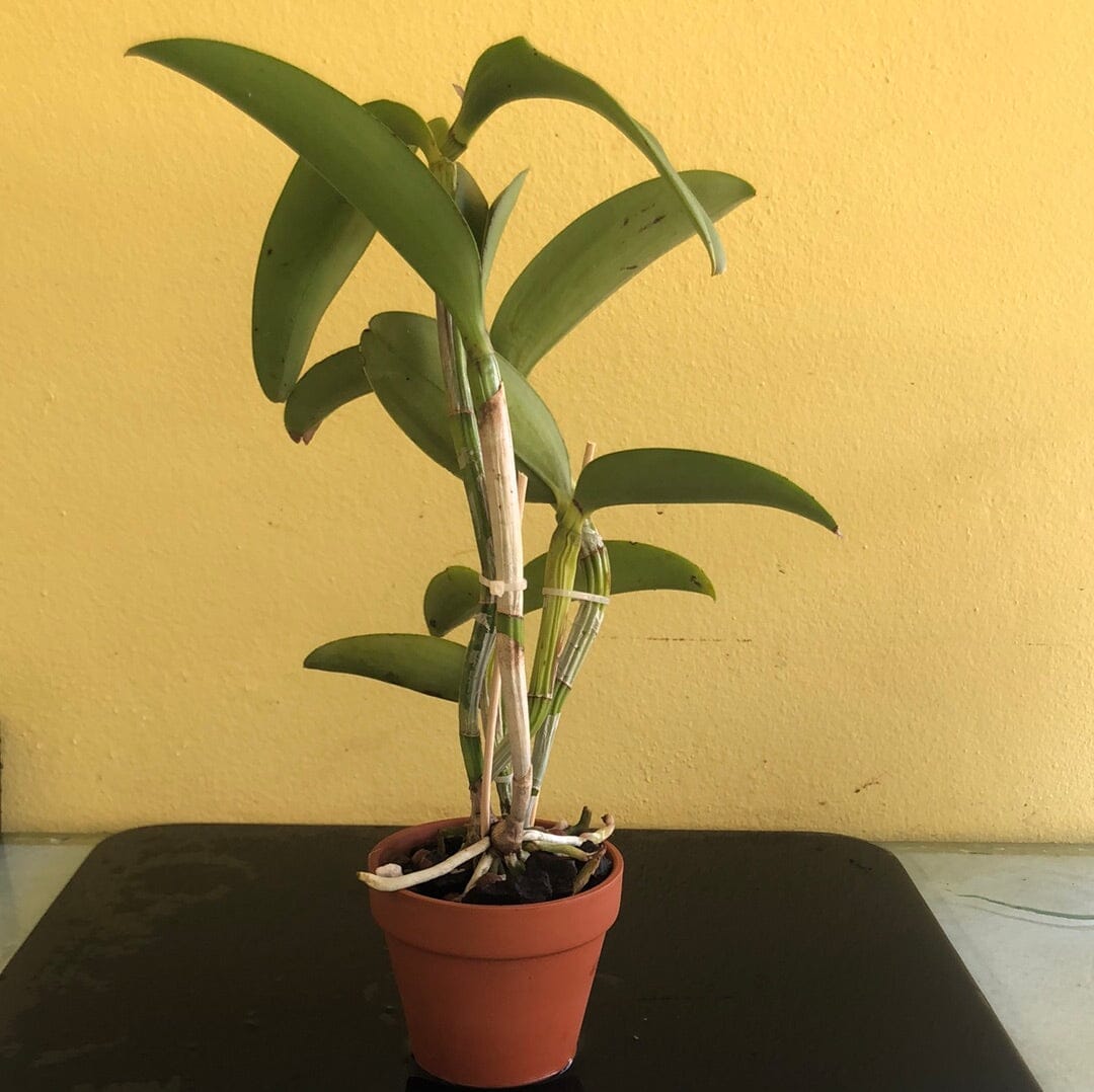 Cattleya leopoldii var. tipo Cattleya La Foresta Orchids