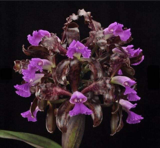 Cattleya leopoldii var. tipo Cattleya La Foresta Orchids 