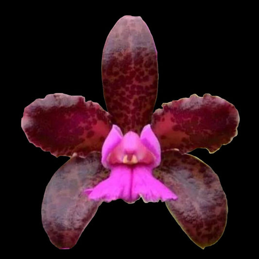 Cattleya leopoldii var. tipo Cattleya La Foresta Orchids