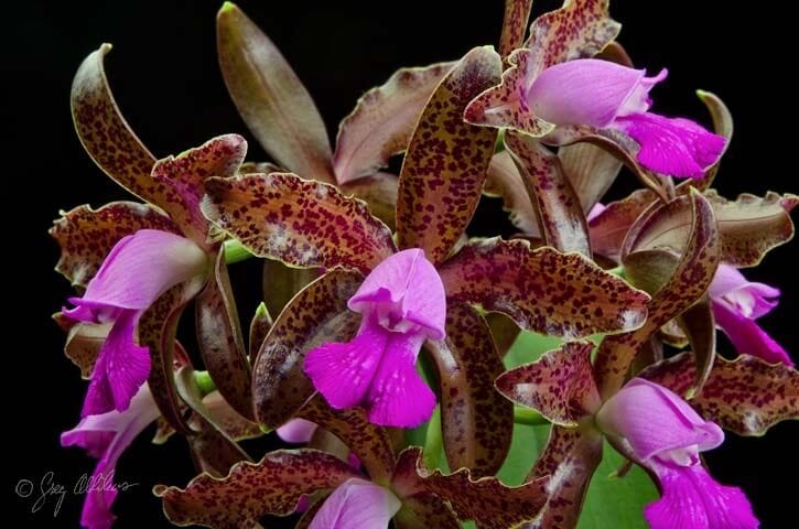 Cattleya leopoldii var. tipo 'Vodoo' x 'Summer Vodoo' Cattleya La Foresta Orchids 