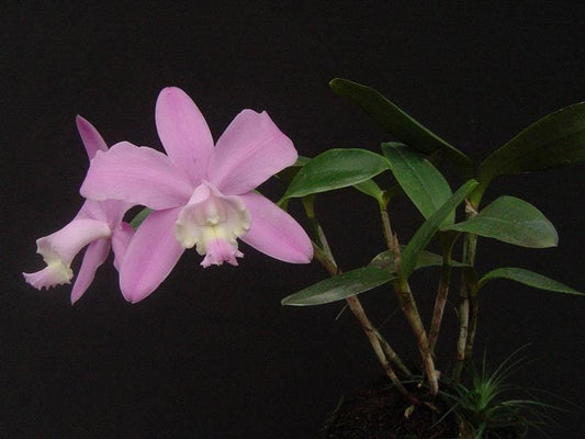 Cattleya loddigesii Cattleya La Foresta Orchids