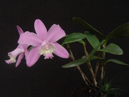 Cattleya loddigesii Cattleya La Foresta Orchids 
