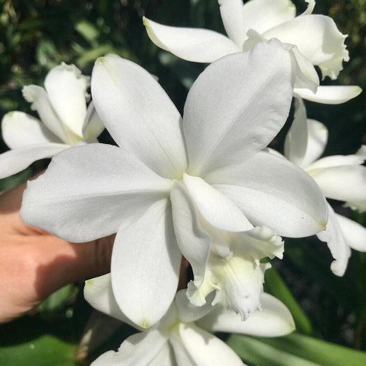 Cattleya loddigessi var. alba Cattleya La Foresta Orchids