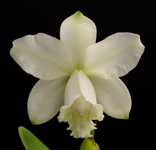 Cattleya loddigessi var. alba Cattleya La Foresta Orchids 