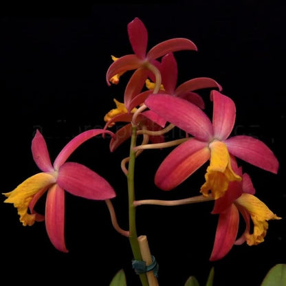 Cattleya longipes x Cattleya milleri Laelia La Foresta Orchids 