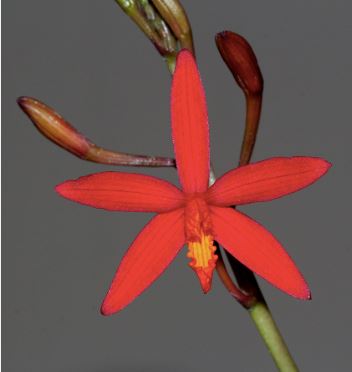 Cattleya longipes x Cattleya milleri Laelia La Foresta Orchids 
