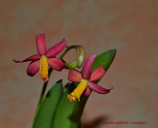 Cattleya longipes x Cattleya milleri Laelia La Foresta Orchids