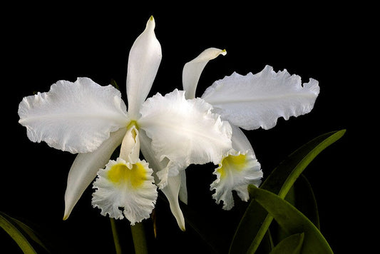 Cattleya lueddemanniana var. alba Cattleya La Foresta Orchids 