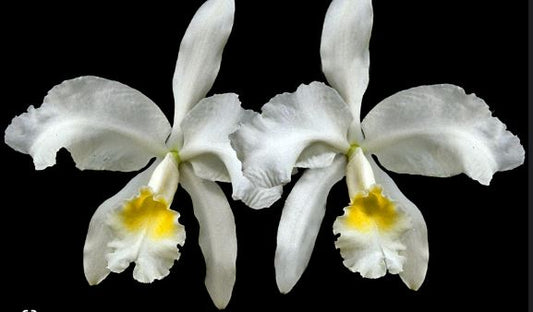 Cattleya lueddemanniana var. alba Cattleya La Foresta Orchids