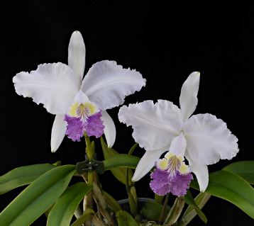 Cattleya lueddemanniana var. coerulea Cattleya La Foresta Orchids 