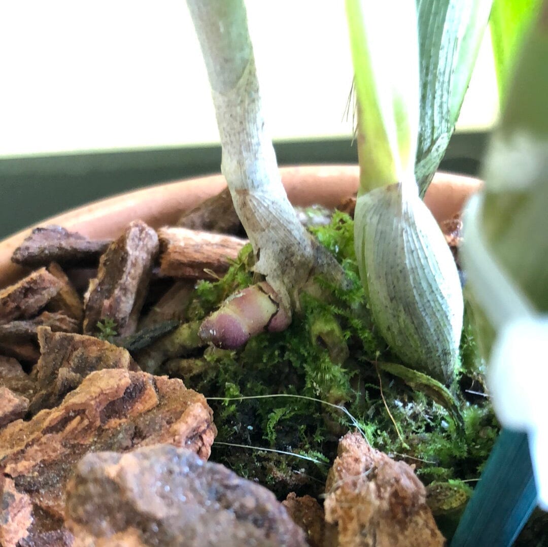 Cattleya lueddemanniana var. rubra 'Infierno' x var. rubra 'Canaima's Devil' Cattleya La Foresta Orchids