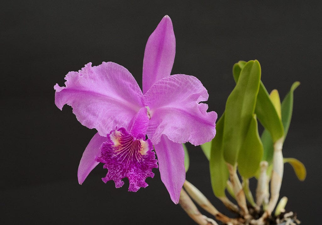 Cattleya lueddemanniana var. rubra 'Infierno' x var. rubra 'Canaima's Devil' Cattleya La Foresta Orchids 