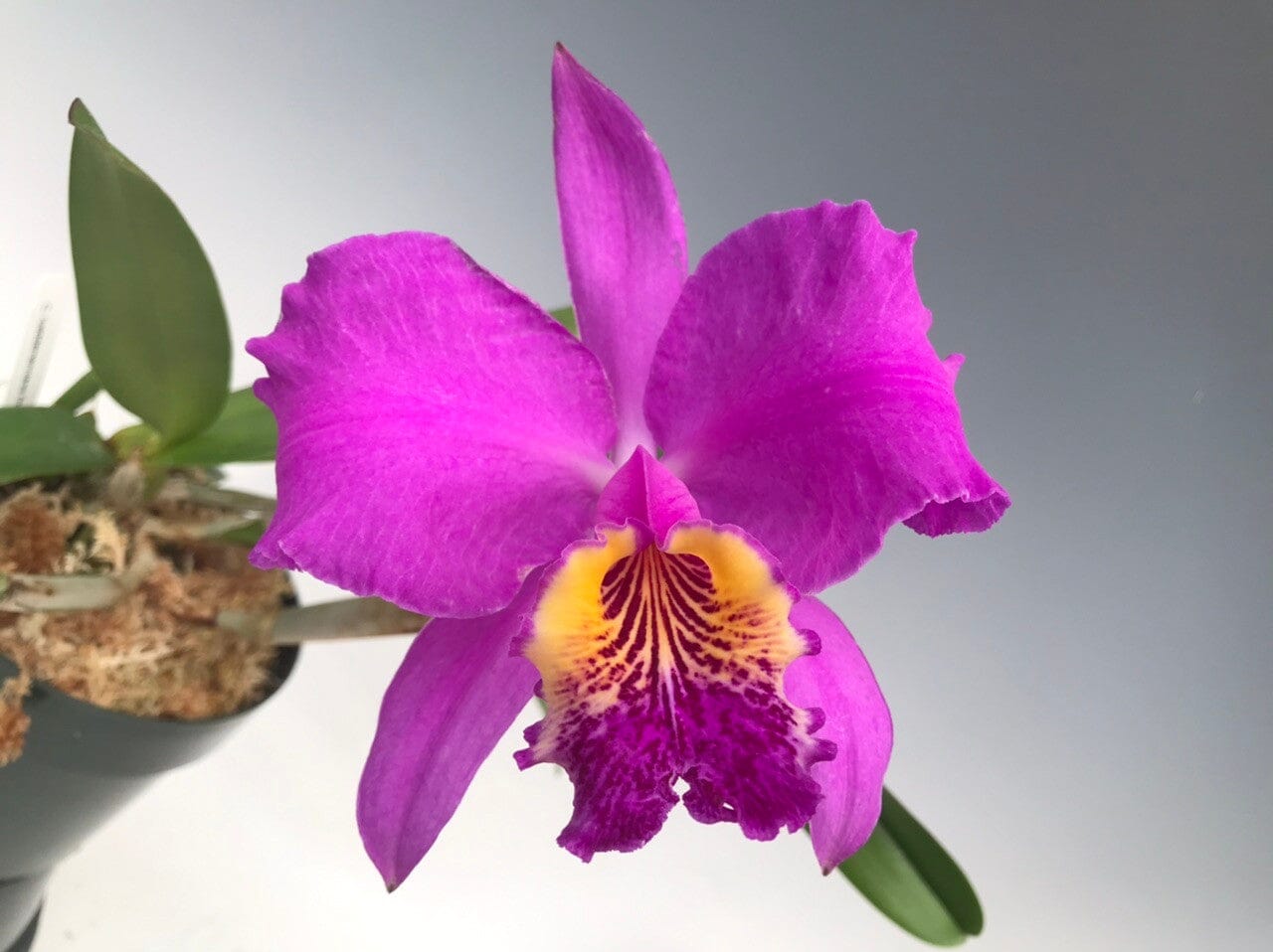 Cattleya lueddemanniana var. rubra 'Infierno' x var. rubra 'Canaima's Devil' Cattleya La Foresta Orchids 
