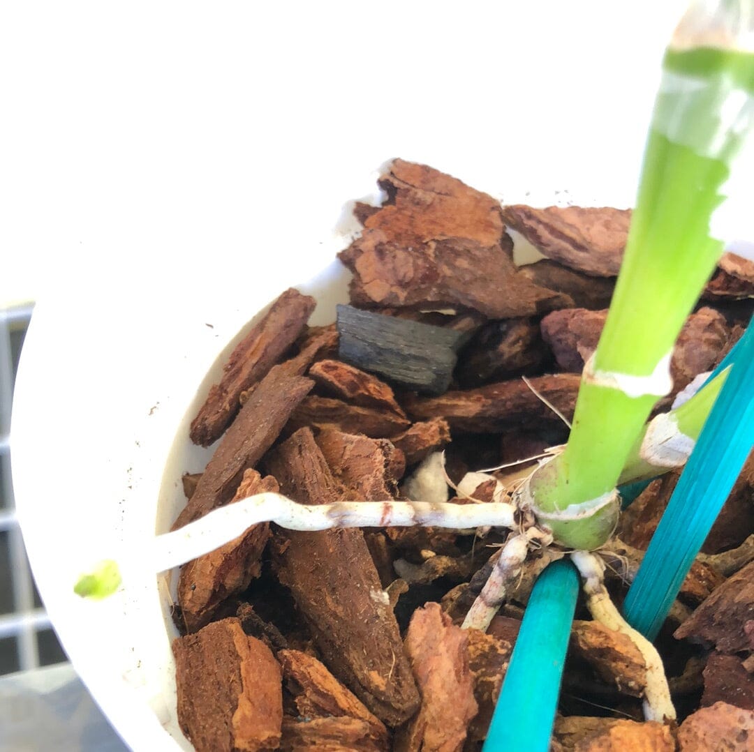 Cattleya lueddemanniana x Cattleya mossiae Cattleya La Foresta Orchids