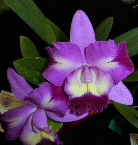 Cattleya Mari's Love 'Taka' Cattleya La Foresta Orchids