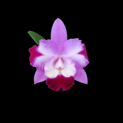 Cattleya Mari's Love 'Taka' Cattleya La Foresta Orchids 