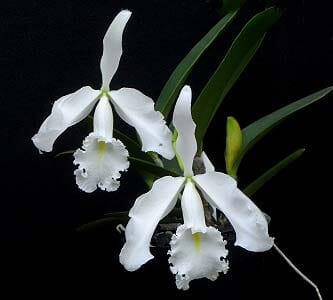 Cattleya maxima var. alba Cattleya La Foresta Orchids 
