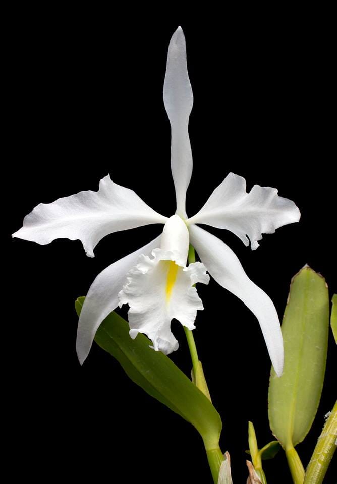 Cattleya maxima var. alba Cattleya La Foresta Orchids 