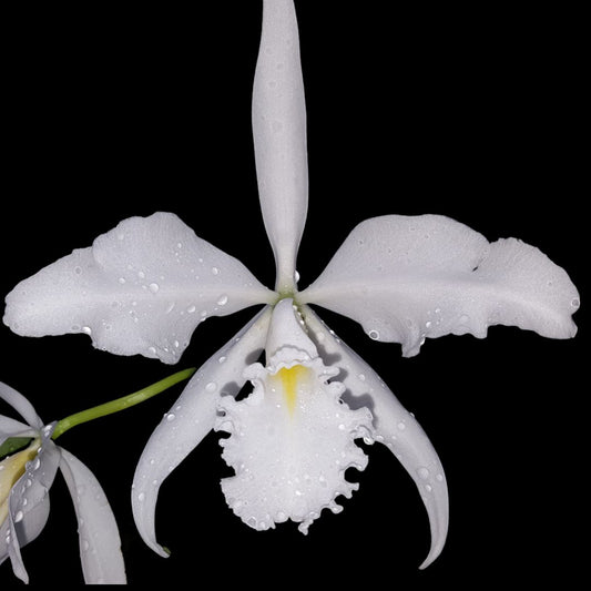 Cattleya maxima var. alba x Cattleya violacea var. alba Cattleya La Foresta Orchids