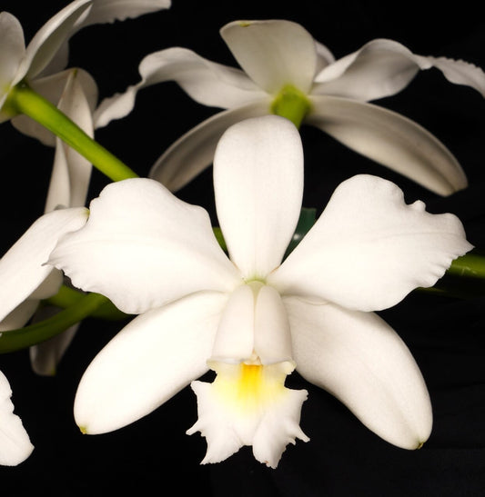 Cattleya maxima var. alba x Cattleya violacea var. alba Cattleya La Foresta Orchids 