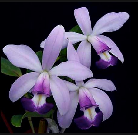 Cattleya maxima var. coerulea x Cattleya violacea var. coerulea Cattleya La Foresta Orchids 