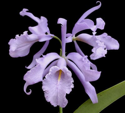 Cattleya maxima var. coerulea x Cattleya violacea var. coerulea Cattleya La Foresta Orchids