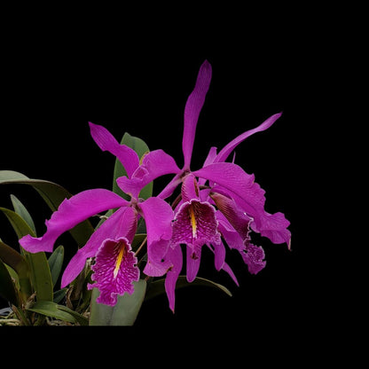 Cattleya maxima var. rubra `Elegance' BM/JOGA x self Cattleya La Foresta Orchids 