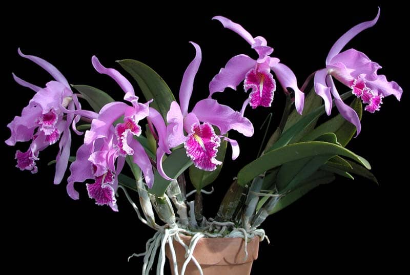 Cattleya maxima var. rubra `Elegance' BM/JOGA x self Cattleya La Foresta Orchids 