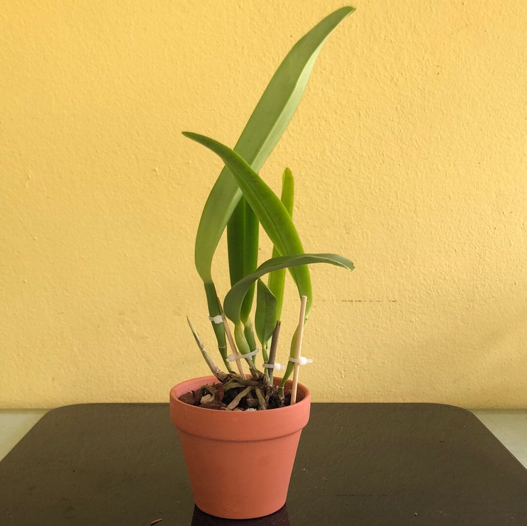 Cattleya maxima var. rubra `Elegance' BM/JOGA x self Cattleya La Foresta Orchids