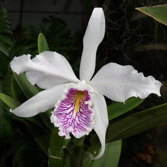 Cattleya maxima var. semi alba Cattleya La Foresta Orchids