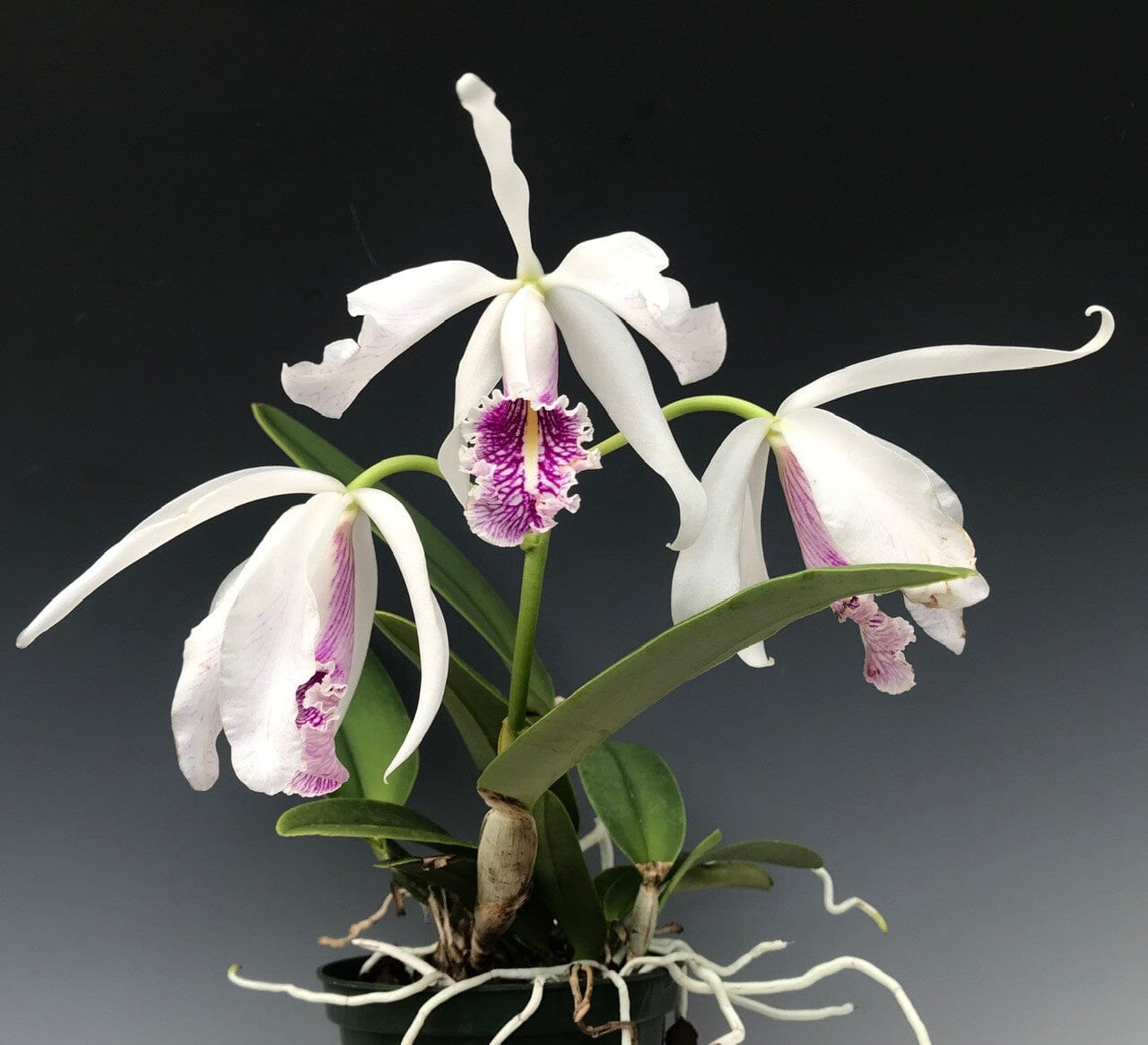 Cattleya maxima var. semi alba Cattleya La Foresta Orchids 