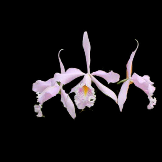 Cattleya maxima var. suavissima Cattleya La Foresta Orchids