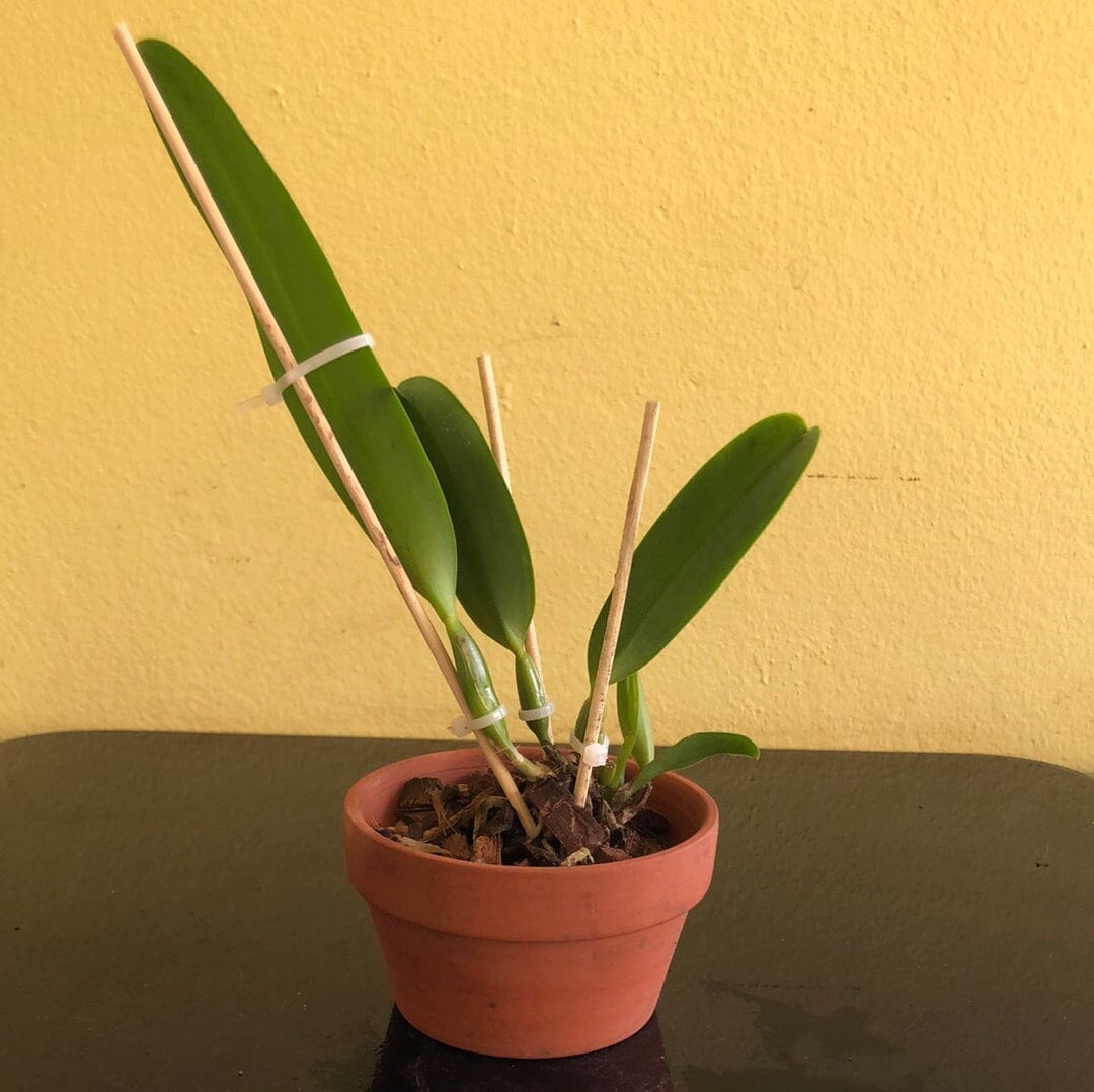 Cattleya mendelii Cattleya La Foresta Orchids