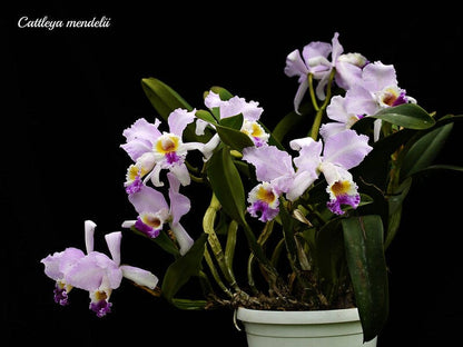 Cattleya mendelii Cattleya La Foresta Orchids 