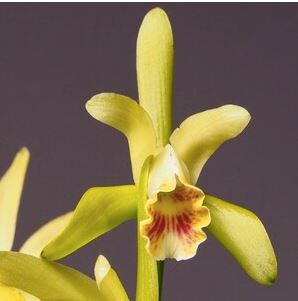 Cattleya mooreana Cattleya La Foresta Orchids 