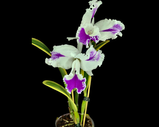 Cattleya Moscombe - Variegated Orchid Cattleya La Foresta Orchids 