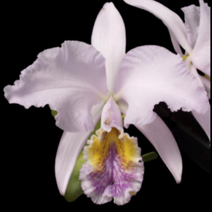 Cattleya mossiae var. coerulea 'Blue Moon' x '7 Blues' Cattleya La Foresta Orchids 