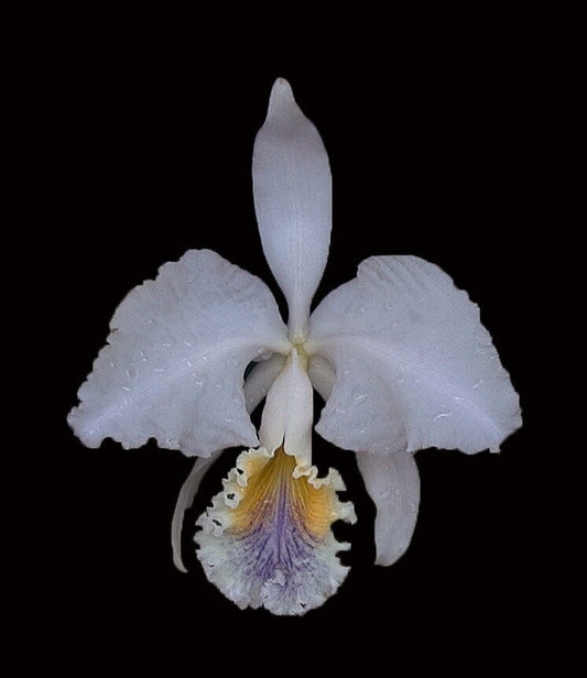 Cattleya mossiae var. coerulea 'Blue Moon' x '7 Blues' Cattleya La Foresta Orchids 