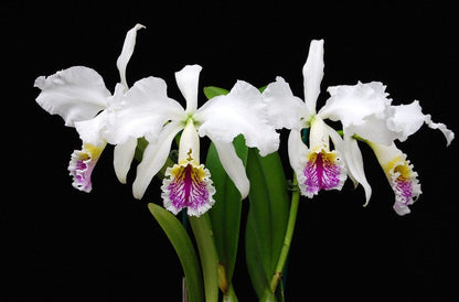 Cattleya mossiae var. semi alba Cattleya La Foresta Orchids 