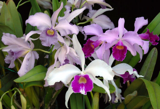 Cattleya mossiae x Cattleya purpurata Cattleya La Foresta Orchids